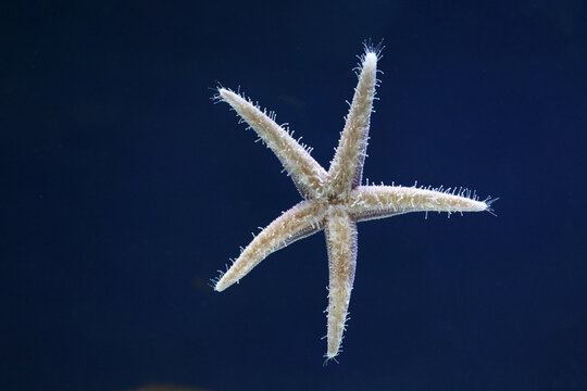 Underside of a common starfish (Asterias rubens) with clearly visible tube feet against a blue background.