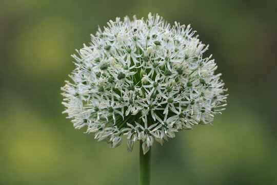 White spherical flower head of an ornamental onion (Allium) against a soft green background.