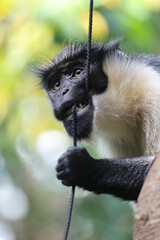 Diana monkey (Cercopithecus diana) biting and pulling a rope © Edwin Butter