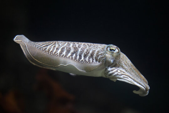 Common cuttlefish (Sepia officinalis) swimming against a dark background