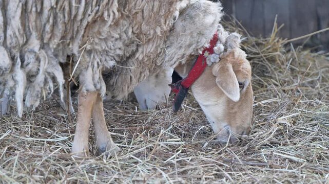 Domestic sheep wearing red collar eating hay on farm, livestock farming
