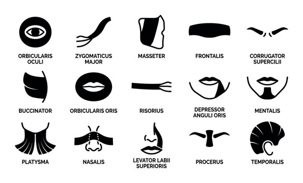 Facial muscles UI elements with frontalis, masseter and zygomaticus major for presentation design in outline style.