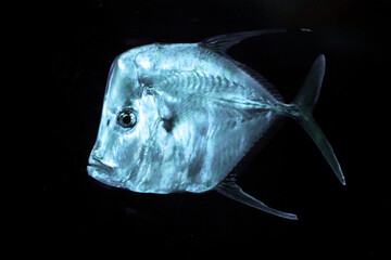 Lookdown Fish (Selene vomer) Against a Dark Background © Edwin Butter