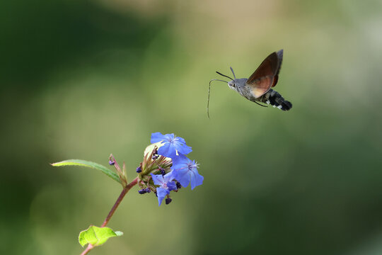 Hummingbird Hawk-moth (Macroglossum stellatarum) Hovering at Blue Flowers
