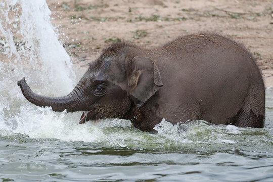 Asian Elephant Calf (Elephas maximus) Playing in Water