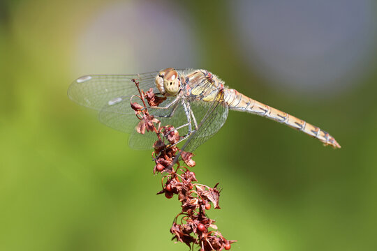 Common Darter Dragonfly (Sympetrum striolatum) Perched on a Plant