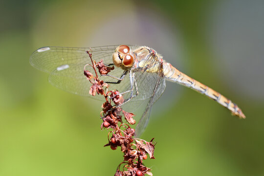 Common Darter Dragonfly (Sympetrum striolatum) Perched on a Plant