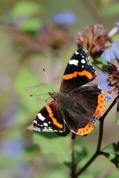 Red Admiral Butterfly (Vanessa atalanta) on Flowers