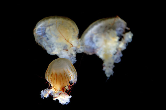 Japanese sea nettle (Chrysaora pacifica) with a translucent bell, brown-orange stripes and reddish tentacles against a black background.