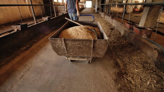 Worker pushing a full wheelbarrow of feed in a rural barn for dairy cattle