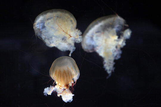 Japanese sea nettle (Chrysaora pacifica) with a translucent bell, brown-orange stripes and reddish tentacles against a black background.