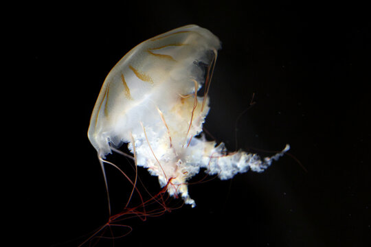 Japanese sea nettle (Chrysaora pacifica) with a translucent bell, brown-orange stripes and reddish tentacles against a black background.