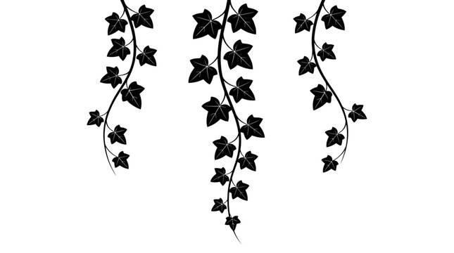 Hanging black ivy leaves illustration featuring elegant botanical vines isolated on a simple white background design