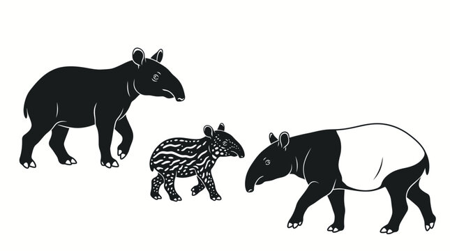 Three Tapirs of Different Ages and Species on a White Background.