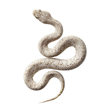 Coiled pale desert snake with brown reticulated scales isolated on transparent background