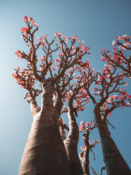 View of a blooming Desert Rose tree with thick, succulent trunks and pink flowers against a clear blue sky in Socotra, Yemen.