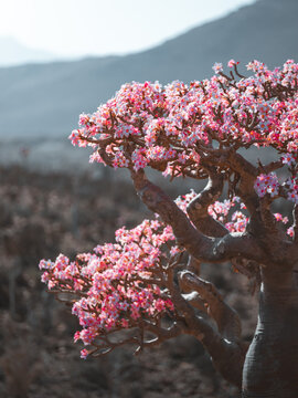 View of a blooming Desert Rose tree with vibrant pink flowers against a blurred rocky landscape in Socotra, Yemen.