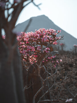 View of a blooming desert rose tree with pink flowers against a rocky mountain landscape in Socotra, Yemen.