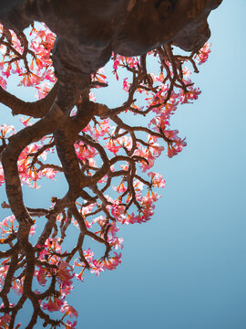 View of blooming desert rose flowers on a gnarled tree branch against a clear blue sky in Socotra, Yemen.