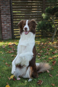 Chocolate Border Collie Dog Sitting on Green Grass in Autumn Garden