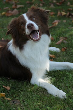 Brown and White Border Collie Dog Lying Down on Grass Looking at Camera