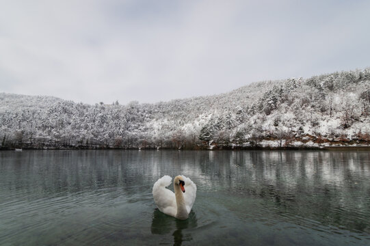 View of a white swan swimming in a calm lake with snow-covered hills and trees in the background in Pievebovigliana, Marche, Italy.