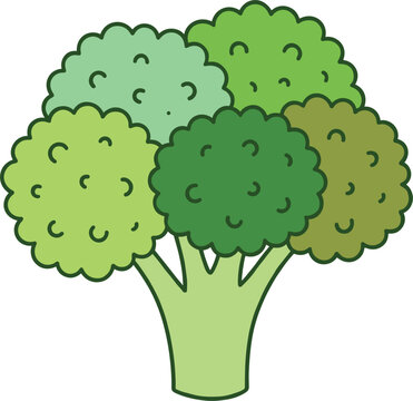 Fresh green broccoli vegetable vector illustration, organic healthy food graphic design element.