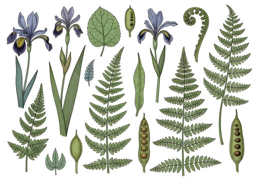 Botanical illustration of ferns and flowers