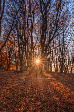 View of Canfaito forest with tall bare trees and golden autumn leaves on the ground during a bright sunset in San Severino Marche, Marche, Italy.