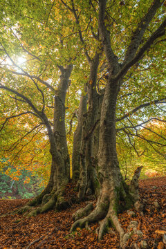 View of the ancient beech trees in the Canfaito forest with golden autumn leaves and mossy roots on the forest floor in San Severino Marche, Marche, Italy.