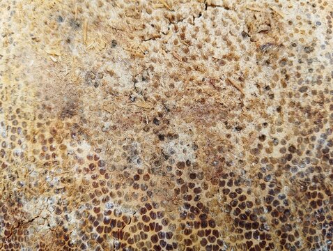 Close up of weathered cut bamboo or palm trunk surface with circular organic pattern.