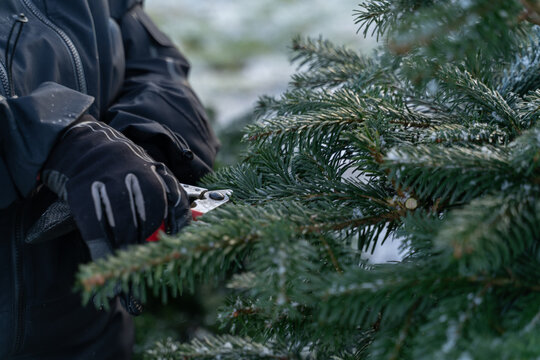 View of a worker pruning a Christmas tree with shears in a plantation in Hjelmelandsvagen, Rogaland, Norway.