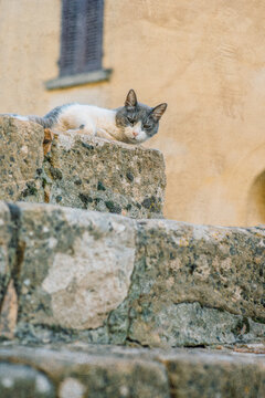Grey and white cat lying on stone step by a plastered wall.