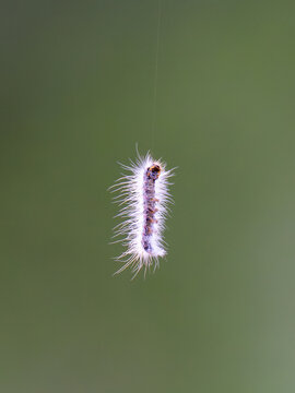 View of a fuzzy caterpillar hanging from a silk thread in Gilgit, Pakistan.