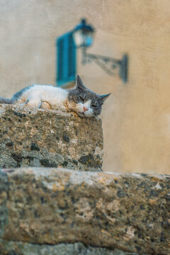 Grey and white cat lying on stone step by a plastered wall.