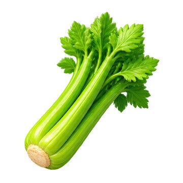 Fresh green celery stalk isolated on a white background for healthy cooking and nutrition concepts