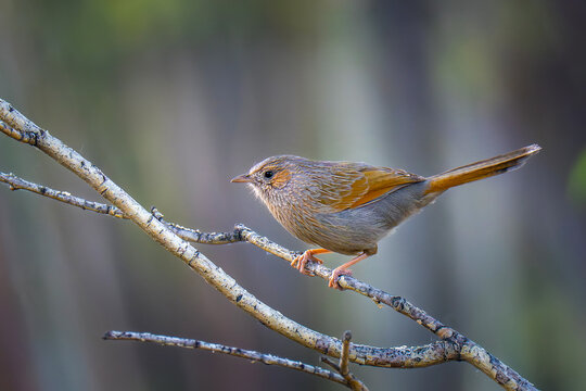 View of a small bird Streaked laughingthrush perched on a thin tree branch with soft natural light in Gilgit, Pakistan.