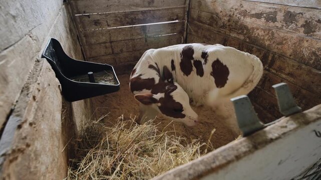 Young calf standing in a barn stall, resting on hay and sawdust bedding