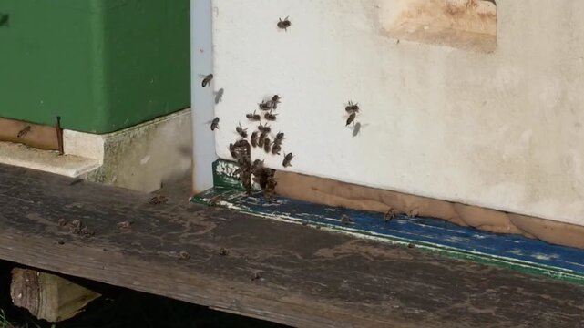 Bees flying around a hive at a garden in the afternoon
