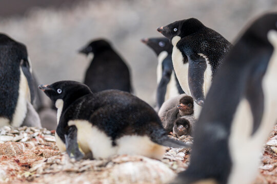 View of a colony of Adelie penguins with fluffy chicks nesting on the rocky terrain of Paulet Island, Antarctica.