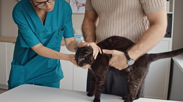 Caucasian young adult veterinarian examining cat head while Caucasian man holds pet. Footage ideal for animal healthcare advertising and veterinary clinic campaigns