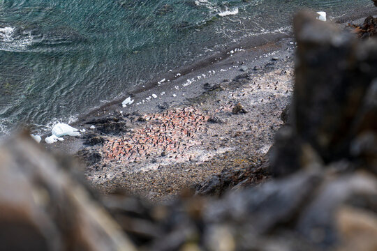 View of a large colony of Adelie penguins on the rocky beach of Paulet Island with ice chunks and sea water in Antarctica.