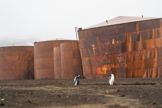 View of chinstrap penguins standing on dark volcanic ground in front of large, rusted, cylindrical industrial oil tanks at Deception Island, Antarctica.