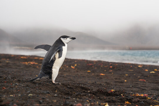 View of a chinstrap penguin standing on the black volcanic sand beach of Deception Island with misty mountains and the sea in the background, Antarctica.