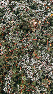 Full frame texture of cotoneaster leaves covered with white hoarfrost in late autumn