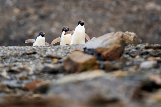 View of three Adelie penguins walking across a rocky, gravelly landscape in the South Orkney Islands.
