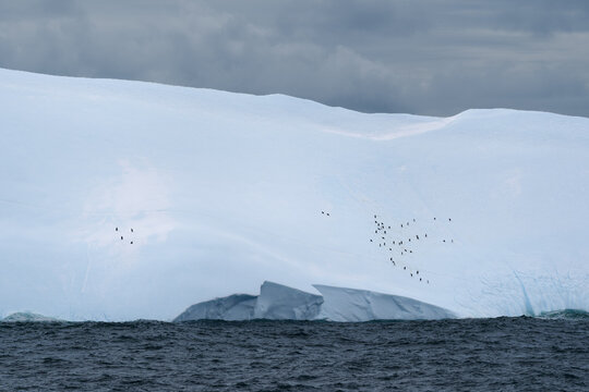 View of a group of penguins standing on a massive blue-tinted iceberg floating in the dark ocean waters of the South Orkney Islands.