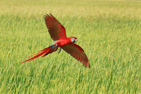 A beautiful scarlet macaw is flying over the green rice fields in the evening.