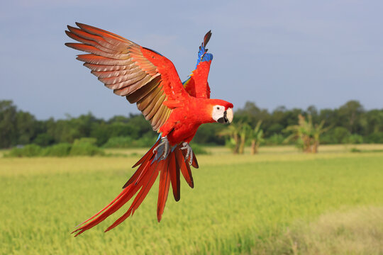 A beautiful scarlet macaw is flying over the green rice fields in the evening.