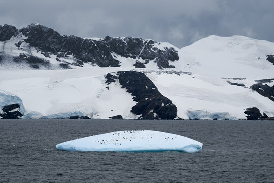 View of penguins resting on an iceberg floating in the sea with snow-covered mountains in the background in South Orkney Islands.
